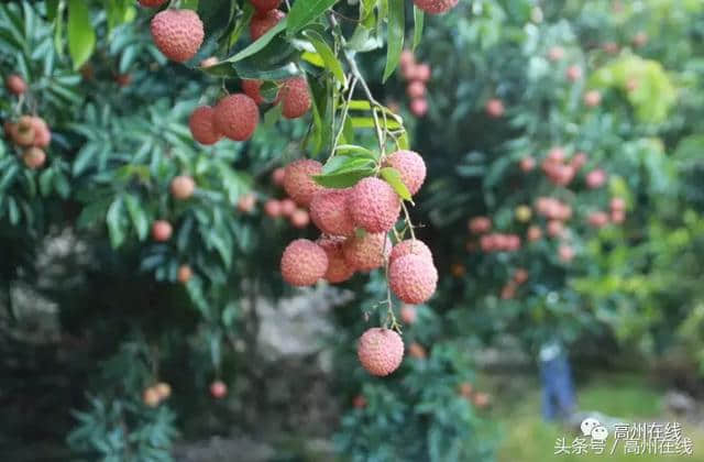 高州乡村旅游未来将这样规划发展，快来看有没有你们镇的！