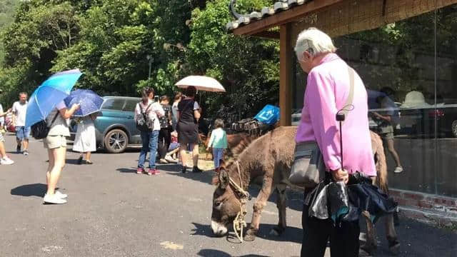 城事｜近千人排200米长队“抢”一口豆浆，买纸包鸡，国庆假期，梧州美食受游客热捧……