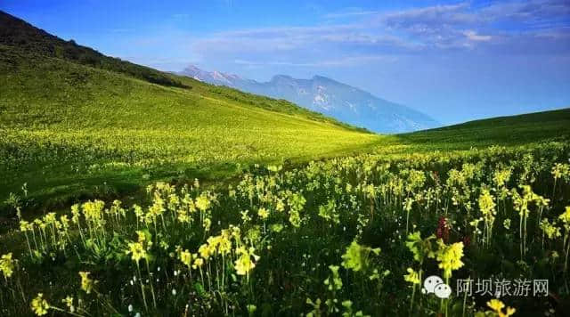 阿坝州不可错过的这六处花海，花开正艳，总有一处让你怦然心动！