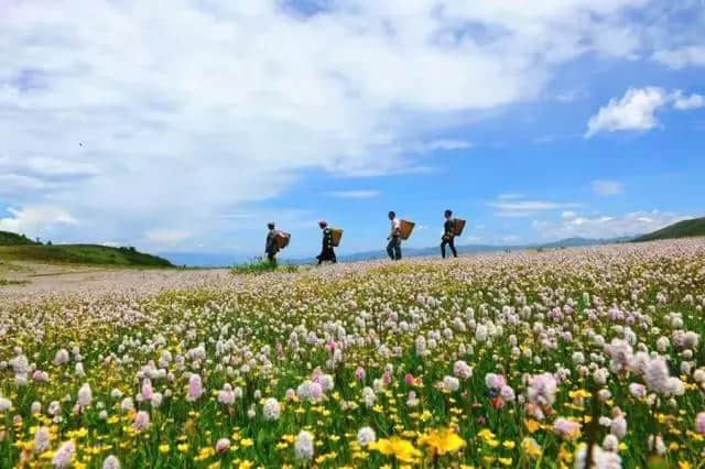 阿坝州不可错过的这六处花海，花开正艳，总有一处让你怦然心动！