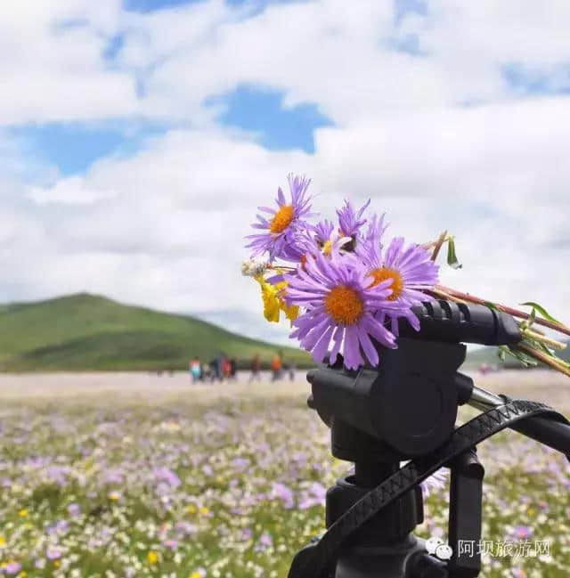 阿坝州不可错过的这六处花海，花开正艳，总有一处让你怦然心动！