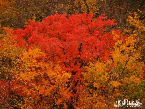 高原明珠，理想之县，这个暑假我去阿坝理县旅行，等你来