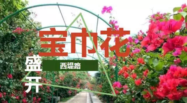 攻略｜《2019梧州赏花时间表》一起相约最美丽的“花样梧州”