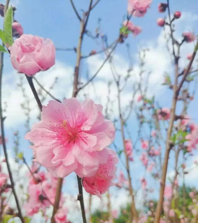 攻略｜《2019梧州赏花时间表》一起相约最美丽的“花样梧州”