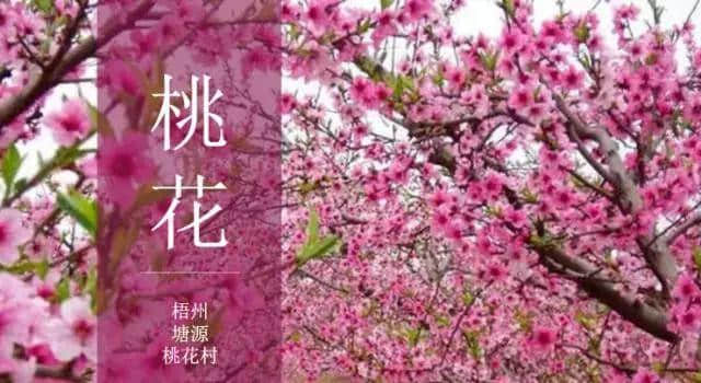 攻略｜《2019梧州赏花时间表》一起相约最美丽的“花样梧州”