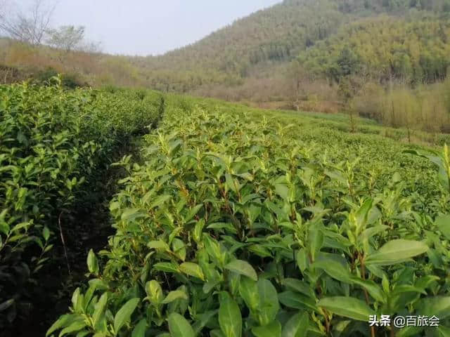 清明踏青别跑远！这几个好去处不要错过，好玩不扎堆！