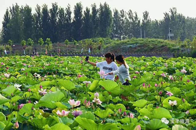 喜报｜宝丰县湛河源莲花湿地获批国家3A级旅游景区