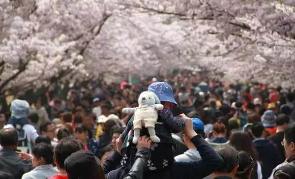 四月青岛最美樱花季，赏樱游玩全攻略，看完就出发吧！