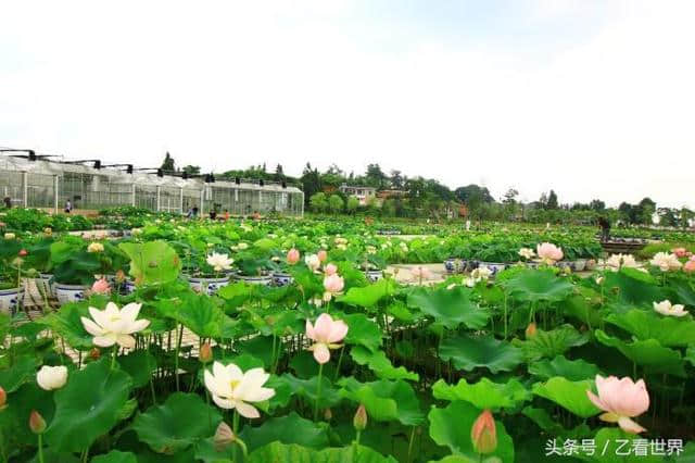 江西抚州市广昌县三个值得一去的旅游景点，喜欢的不要错过了