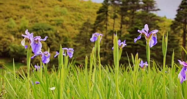 如果去不了雨崩，那一定要去阿纳果