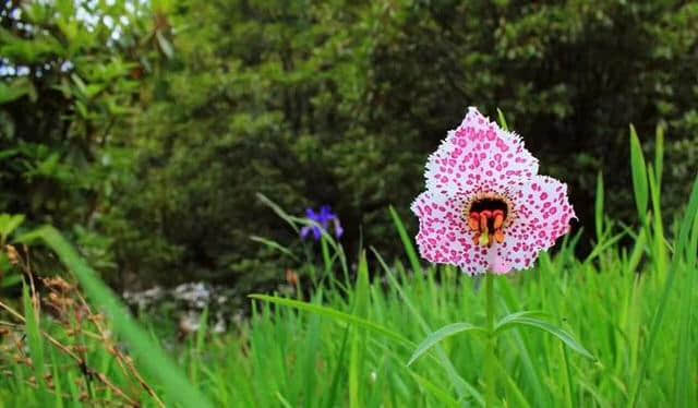 如果去不了雨崩，那一定要去阿纳果