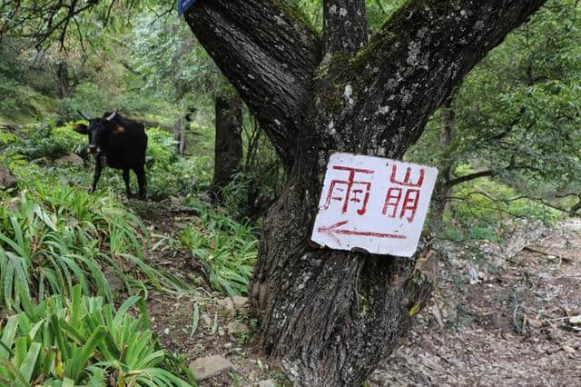 如果去不了雨崩，那一定要去阿纳果