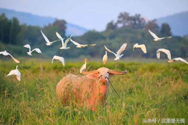 这里是无锡唯一一个省级旅游风情小镇，秋天一出场便是惊艳