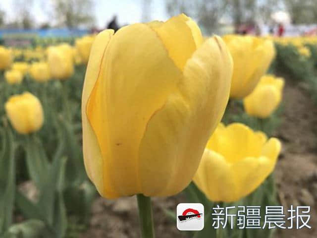 五家渠200万株郁金香芬芳娇艳引来赏花人