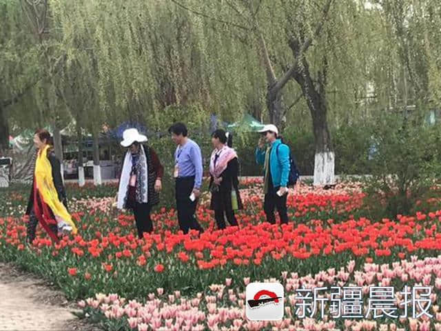 五家渠200万株郁金香芬芳娇艳引来赏花人