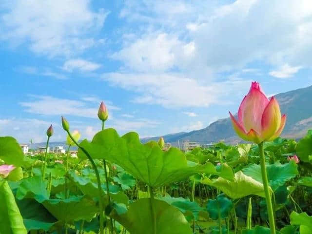 太美了！丽江这个地方的万亩荷塘荷花盛放，你来过吗？