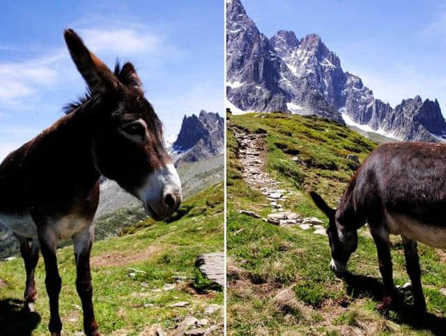 人生该有一次说走就走的旅行 阿尔卑斯山