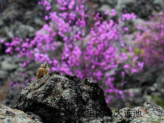 春风里的五大连池