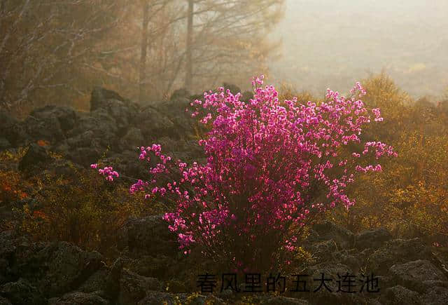 春风里的五大连池