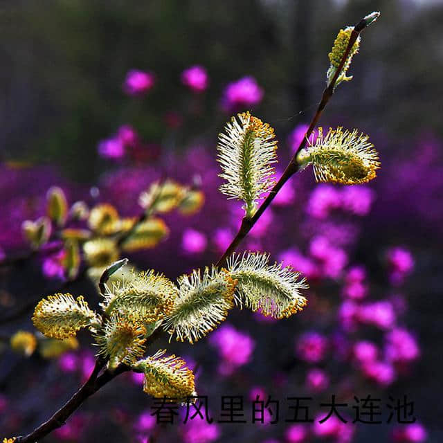 春风里的五大连池