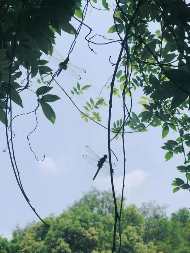 这座隐于闹市的秘密花园，听说很多赣州人都没来过