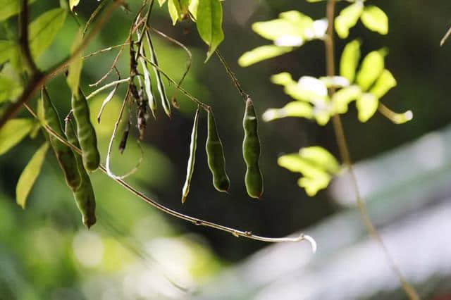 这座隐于闹市的秘密花园，听说很多赣州人都没来过