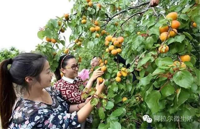 微头条幸福来得太突然，阿拉尔爱你不一般！