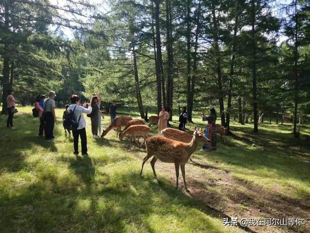 阿尔山旅游民宿推荐