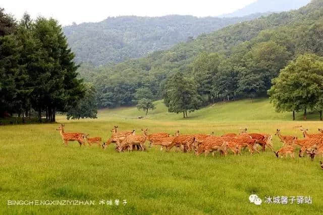 夏天到伊春醉一次氧，这里有中国的好空气