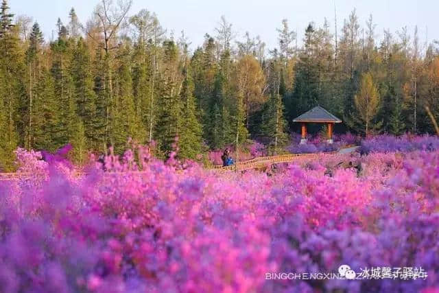 夏天到伊春醉一次氧，这里有中国的好空气