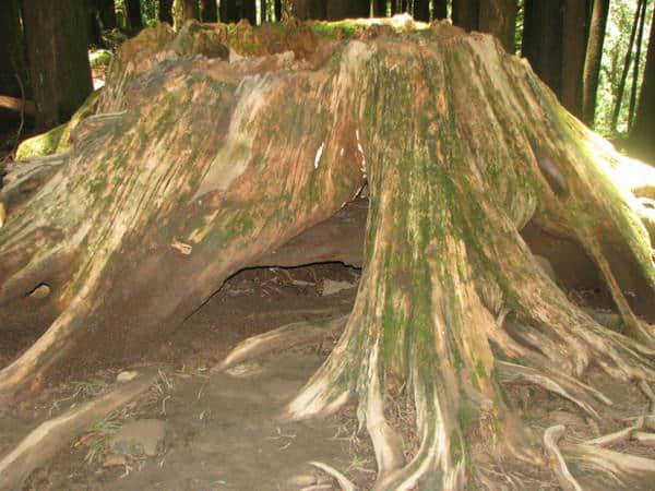 台湾印象（三）阿里山、日月潭