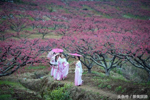 连州女大学生穿古装游桃园喝桃花酒玩飞花令，呼吁人们要学古诗词