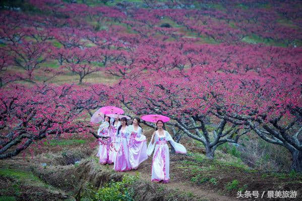 连州女大学生穿古装游桃园喝桃花酒玩飞花令，呼吁人们要学古诗词