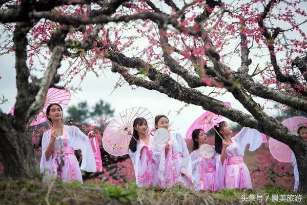 连州女大学生穿古装游桃园喝桃花酒玩飞花令，呼吁人们要学古诗词