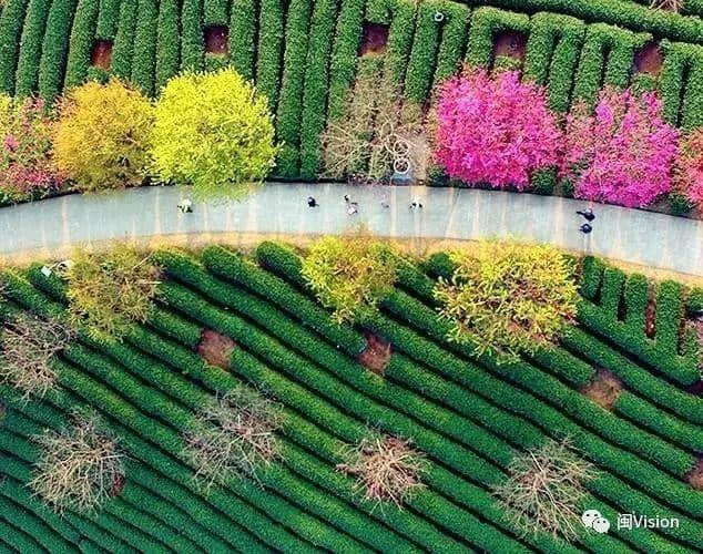 春天里的福建｜不等武汉了，龙岩永福的樱花开了（带旅游攻略）