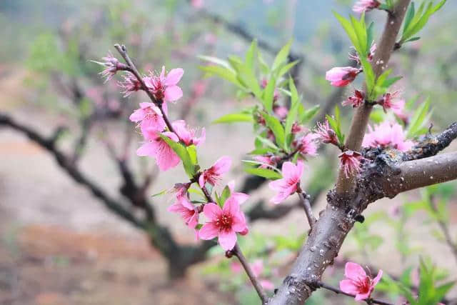 梅州五华潭下“醉美桃花节”隆重开幕