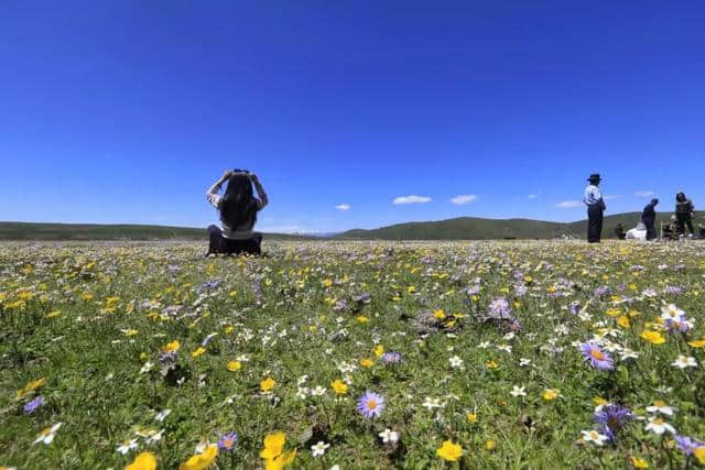 实景！来这里，看花的海洋！