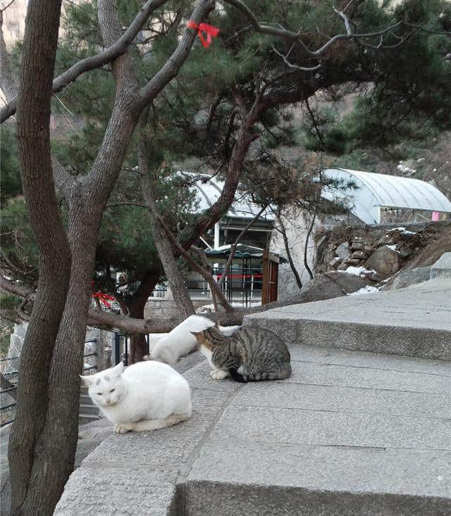 冬季到青岛旅游，独享美景，体验的就是这份安详和静谧