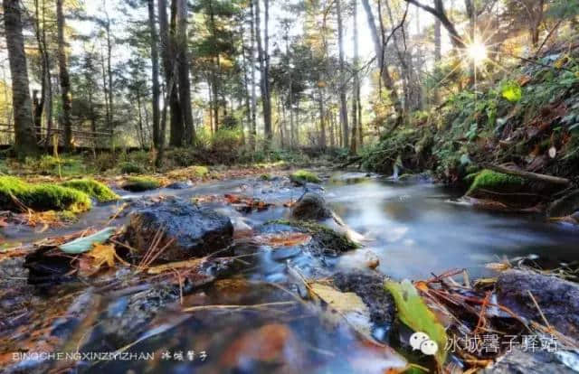 国庆去哪里？黑龙江的伊春，赏五花山！