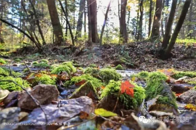 国庆去哪里？黑龙江的伊春，赏五花山！