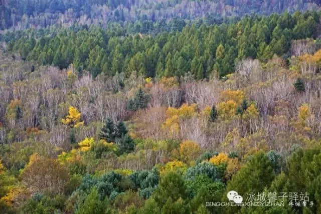 国庆去哪里？黑龙江的伊春，赏五花山！