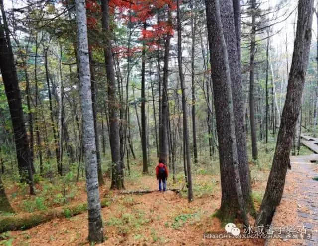 国庆去哪里？黑龙江的伊春，赏五花山！