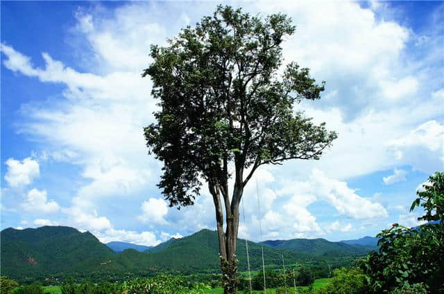 去泰国清迈，这几个地方总要去