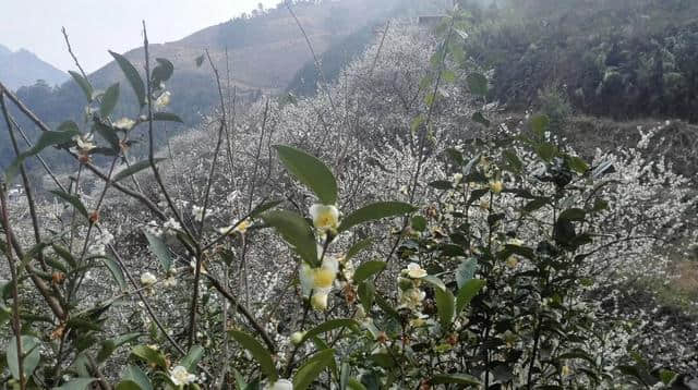 择一片花海，倾听花开的声音