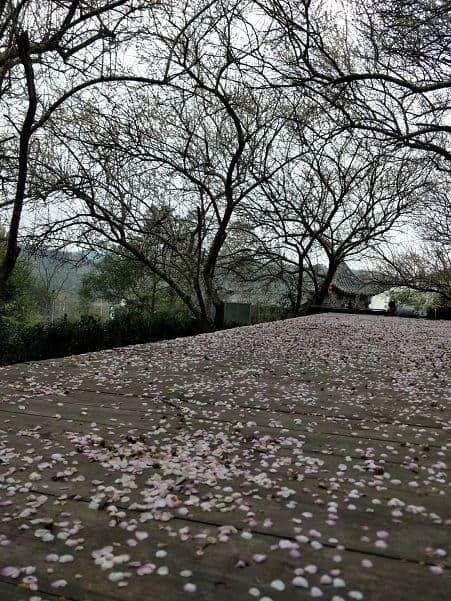 择一片花海，倾听花开的声音