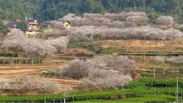 择一片花海，倾听花开的声音