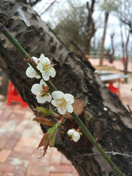 择一片花海，倾听花开的声音