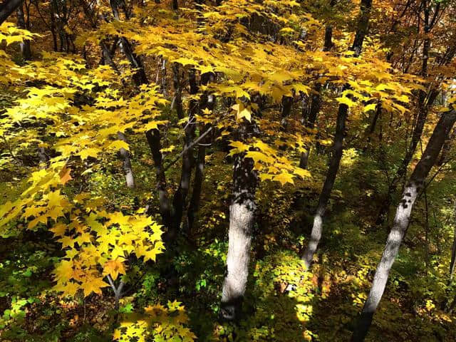 你好，我是五大连池旅游！2017国庆中秋“双节”五大连池邀您共赏火山秋色！