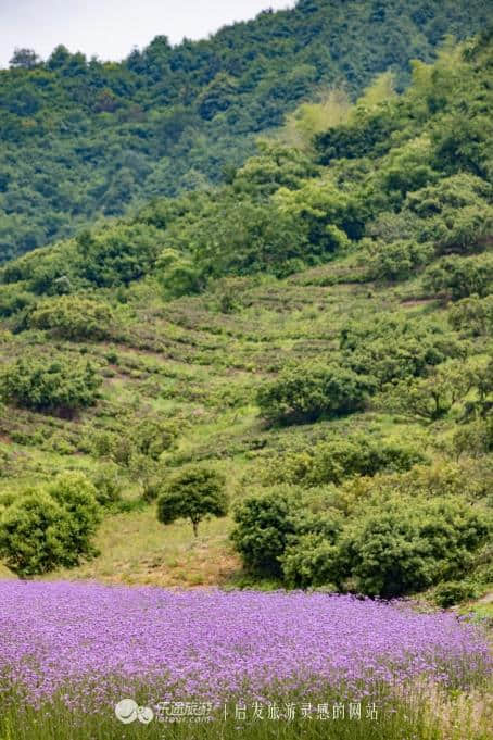 溧阳大石山：邂逅一片紫色花海