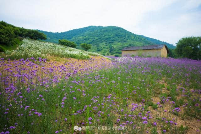 溧阳大石山：邂逅一片紫色花海